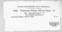 Uromyces fallens image